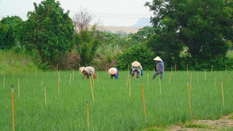 Nông dân Ninh Thuận chuẩn bị hàng hóa cung ứng dịp Tết Nguyên đán