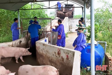 Khoanh vùng dịch tả lợn châu Phi, đảm bảo nguồn cung thịt lợn dịp tết