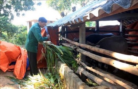 Phòng chống đói, rét cho đàn vật nuôi trong mùa đông