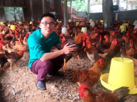 Miền bắc giá gà tăng mạnh
