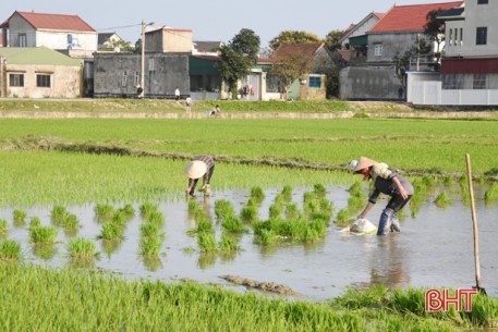 Hôm nay, Hà Tĩnh tiếp tục nắng đẹp, thuận lợi cho nông dân chăm sóc cây trồng vụ xuân