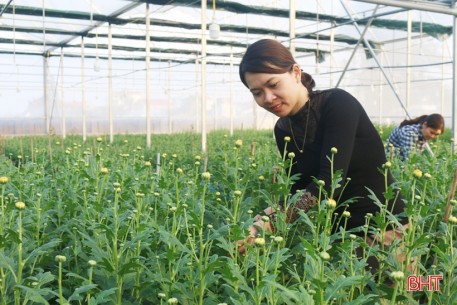 Vườn hoa trong nhà màng hơn ngàn mét vuông ở Hà Tĩnh hứa hẹn bội thu ngày tết