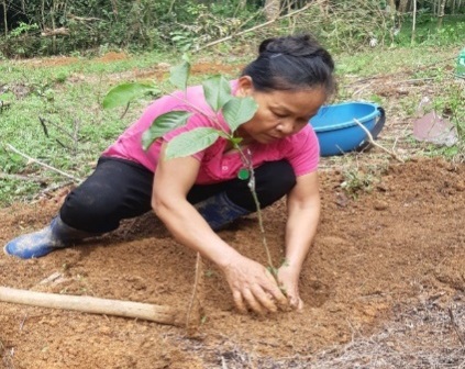 Thanh Hóa: Kết quả bước đầu thực hiện mô hình trồng thâm canh cây giổi ăn hạt bằng cây ghép