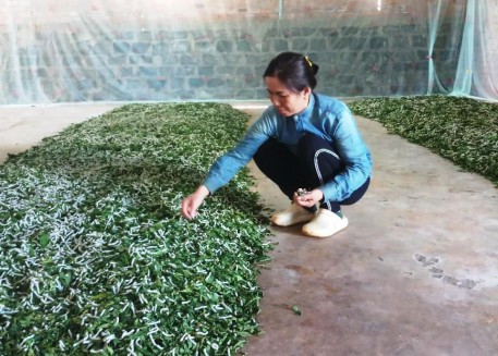 Đăk Nông: Để nghề trồng dâu nuôi tằm phát triển bền vững!