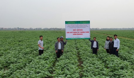Mô hình sản sản xuất khoai tây thương phẩm gắn với liên kết tiêu thụ sản phẩm