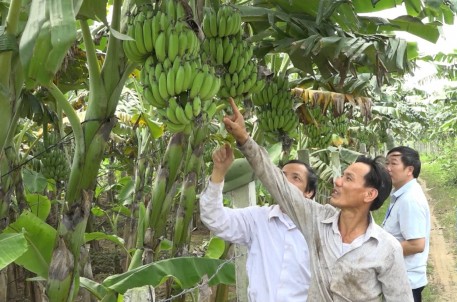 Nông dân xã Giang Sơn vào mùa vụ bán chuối Tết