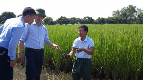 Khuyến nông Quảng Ninh với công tác nghiên cứu, ứng dụng giống cây trồng, vật nuôi mới vào sản xuất