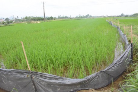 Quảng Ngãi: Nông dân Sơn Tịnh chủ động phòng trừ sâu bệnh hại lúa Đông Xuân