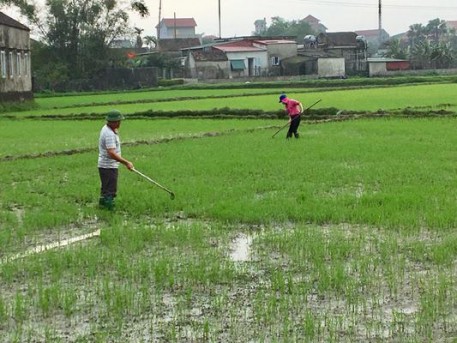 Bà con nông Kỳ Anh xuống đồng chăm bón lúa vụ Xuân