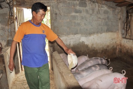 Tiếp đà thắng lợi, cơ sở, hộ chăn nuôi lợn Hà Tĩnh phấn khởi tái đàn