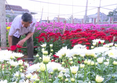 Làng hoa An Dũng sẵn sàng phục vụ tết