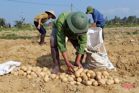 Khoai tây “bén duyên” vùng đất pha cát bạc màu ở Hà Tĩnh