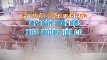 Kỹ thuật nuôi lợn thảo dược