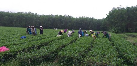 Nông dân Kỳ Trung ra quân hái lộc đầu xuân