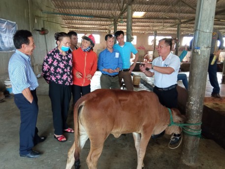 Tập huấn kỹ thuật tiêm phòng bệnh Viêm da nổi cục trên trâu bò.
