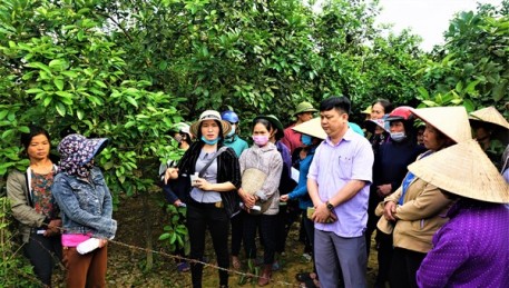 Đảm bảo dinh dưỡng cho cây và phòng trừ sâu bệnh hiệu quả là giải pháp để giữ quả non cho cây bưởi Phúc Trạch.