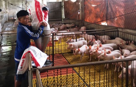 Mô hình chăn nuôi heo khép kín an toàn và hiệu quả