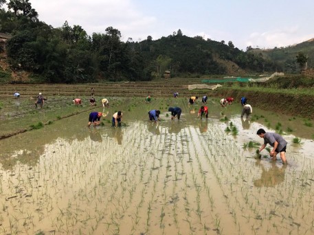 Lào Cai: Vụ xuân 2021 dự kiến gieo cấy khoảng 10.140 ha lúa