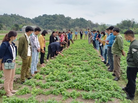 Lạng Sơn: Tập huấn nâng cao chất lượng thạch đen xuất khẩu