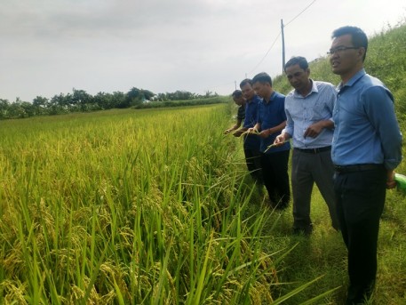 Thái Bình: Kết quả bước đầu mô hình canh tác lúa kết hợp nuôi rươi