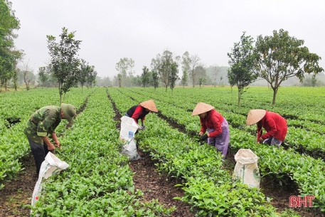 Người trồng chè Kỳ Anh hái lộc xuân, mở đầu mùa thu hoạch năm 2021