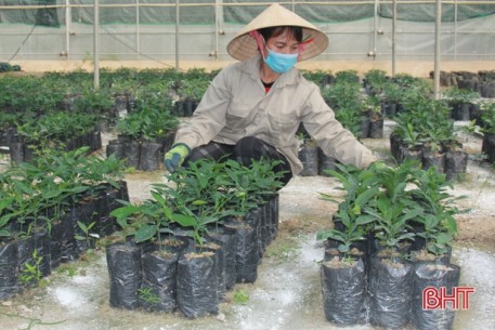 Những người “chăm cây như chăm con” ở Hà Tĩnh