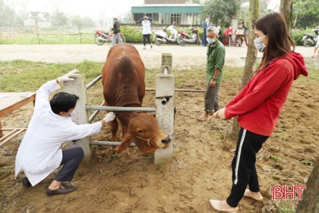 7 ngày đã qua, Nghi Xuân không có thêm trâu, bò bị viêm da nổi cục