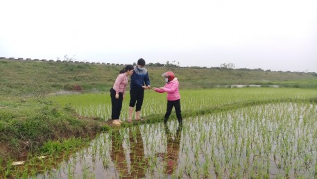 Hà Tĩnh: Tích cực ra đồng sản xuất vụ Xuân sau Tết nguyên đán