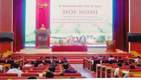 Lai Châu: Đẩy mạnh hỗ trợ các tổ nhóm, doanh nghiệp phát triển nông, lâm nghiệp
