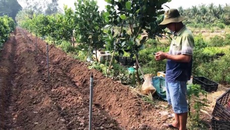 An Giang: Mạnh dạn ứng dụng công nghệ cao trồng mít Thái siêu sớm