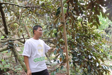 Bắc Giang: Ngọt thơm vú sữa Cửa Sông