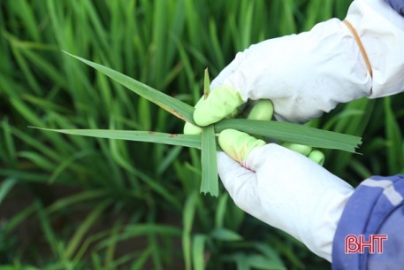 Bớt lo đạo ôn, nông dân Hà Tĩnh lại “đau đầu” xử lý bệnh khô vằn, bạc lá trên lúa xuân