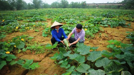 Quảng Bình: Hiệu quả bước đầu từ mô hình trồng thí điểm các giống bí ngô trên đất bồi lấp sau mưa lũ
