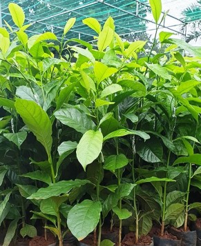 Hướng dẫn kỹ thuật trồng cây giổi ăn hạt bằng cây ghép