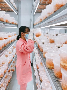 Người sản xuất thành công nấm đông trùng hạ thảo tại Ninh Thuận
