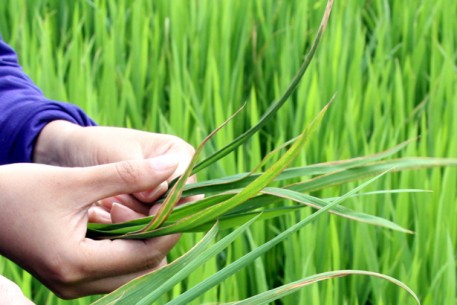 Hương Sơn khẩn trương phòng trừ bệnh bạc lá gây hại lúa xuân