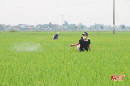 Thời tiết mưa ẩm “làm khó” nông dân Hà Tĩnh trong phòng trừ đạo ôn cổ bông hại lúa