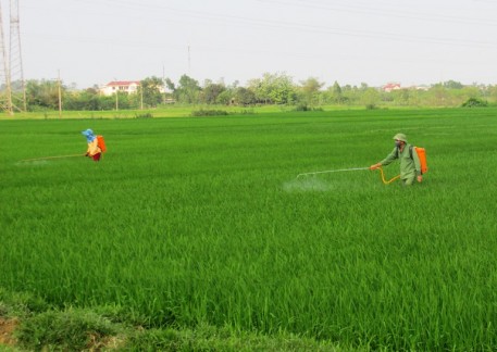 Tăng cường công tác kiểm tra, phòng trừ sâu bệnh bệnh hai lúa vụ Xuân 2021