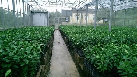 Trại Thực nghiệm và Sản xuất giống cây ăn quả, cây lâm nghiệp Truông Bát địa chỉ tin cậy với người sản xuất.