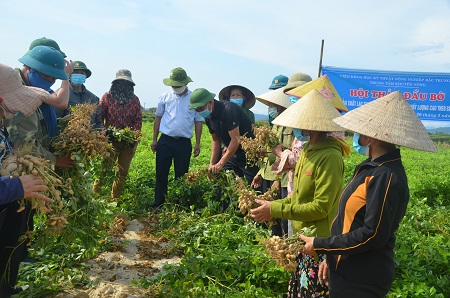 Hội thảo đầu bờ mô hình sản xuất lạc thương phẩm năng suất, chất lượng cao theo chuỗi giá trị