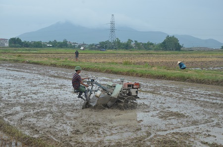 Những cơn “mưa vàng” giúp nông dân đẩy nhanh tiến độ sản xuất hè thu