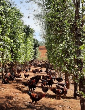 Chăn nuôi gà thả vườn an toàn sinh học cho hiệu quả cao