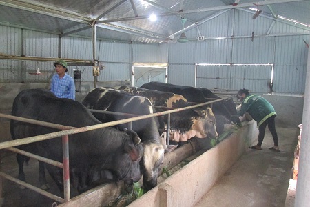 Can Lộc cơ bản khống chế dịch Viêm da nổi cục trên trâu bò