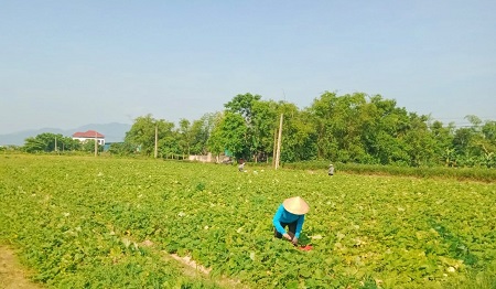 THÔN MỸ TRIỀU ĐƯỢC MÙA DƯA LÊ