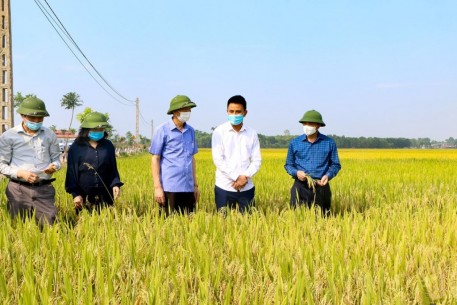 Hà Tĩnh: Thắng lợi toàn diện vụ lúa Xuân 2021