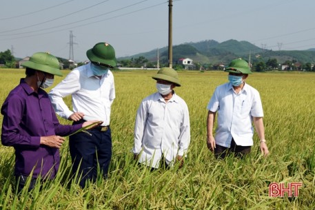 Đánh giá mô hình sản xuất cánh đồng một giống ở huyện Kỳ Anh