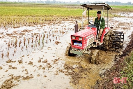 Sản xuất hè thu ở Đức Thọ: “Sớm ngày nào hay ngày đó”