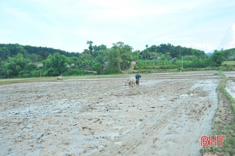 Hương Khê gieo cấy lúa ngắn ngày, đảm bảo vụ hè thu “ăn chắc"