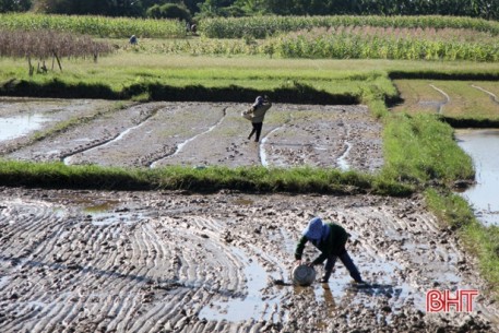 Hương Sơn khẩn trương gieo cấy lại gần 700 ha lúa hè thu