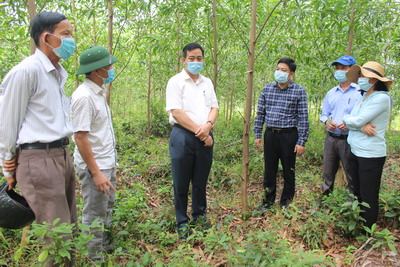 Hiệu quả mô hình trồng rừng